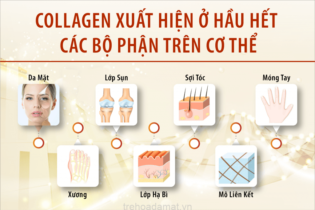 collagen-xuat-hien-trong-co-the